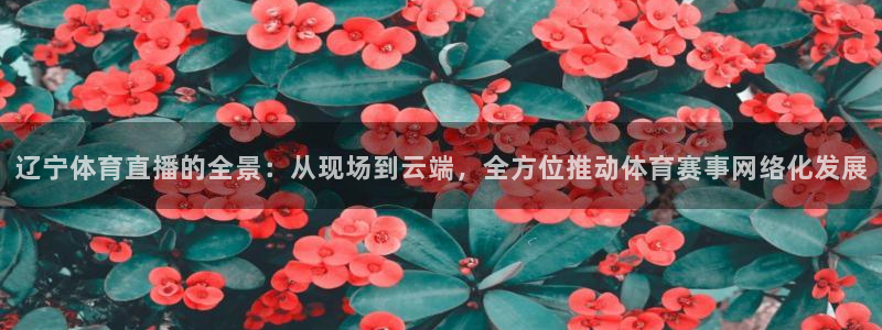 雨燕360体育直播nba免费入口：辽宁体育直播的全景：从现场到云端，全方位推动体育赛事网络化发展